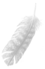 feather to air